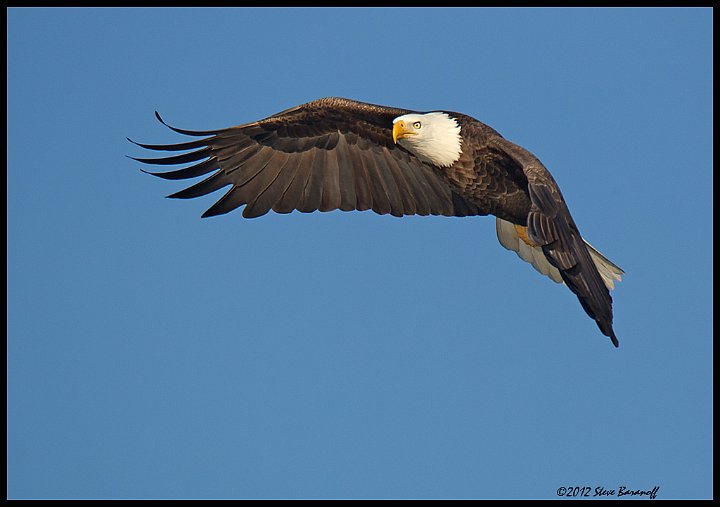 _2SB6941 bald eagle.jpg